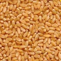 Wheat Janta Sehore Bulk