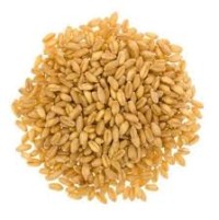 Wheat Lokwan Premium Bulk