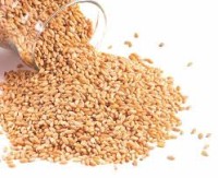 Wheat Sharbati Bulk